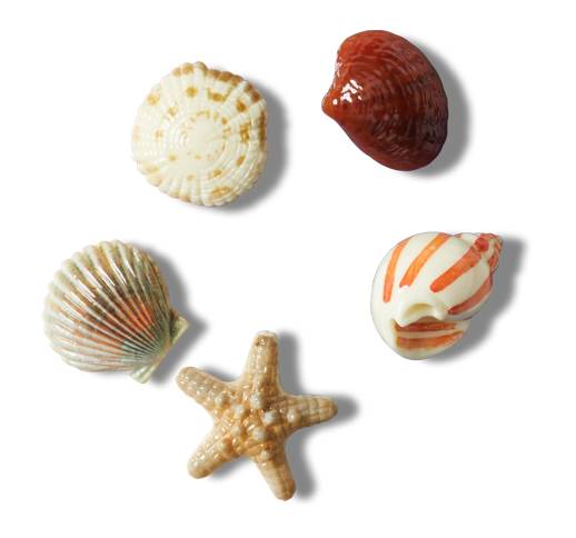 She Sells Seashells 5 Pack